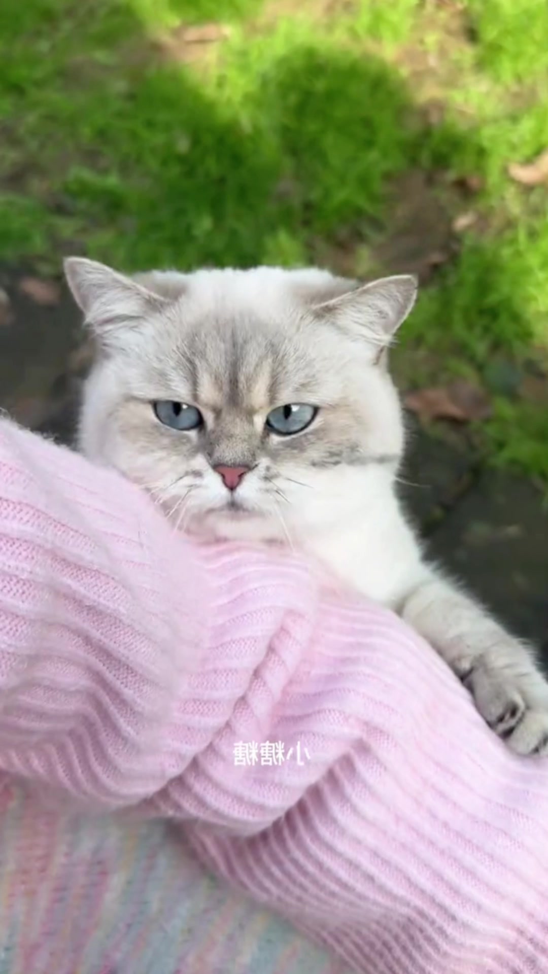 @Cute_kitten