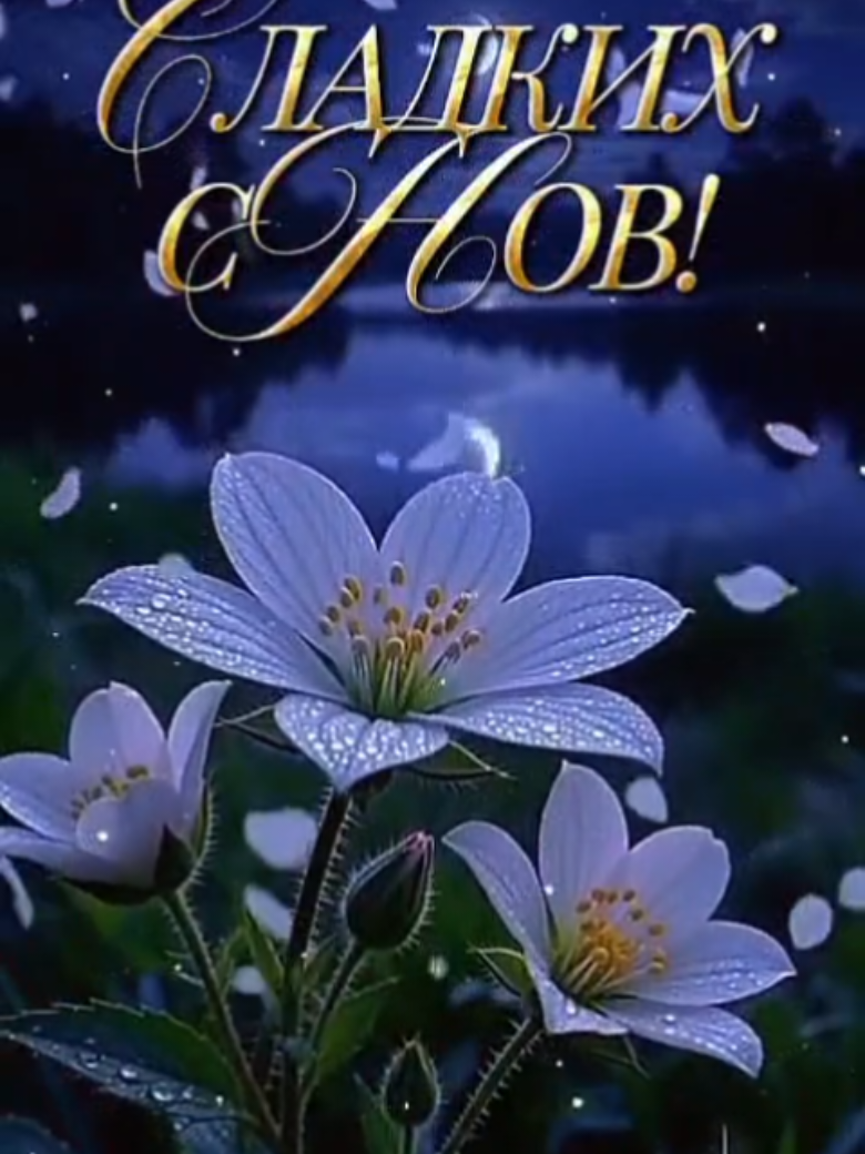 @꧁࿇♥𝓢𝓿𝓮𝓽𝓵𝓪𝓷𝓪꧁♥࿇꧂
