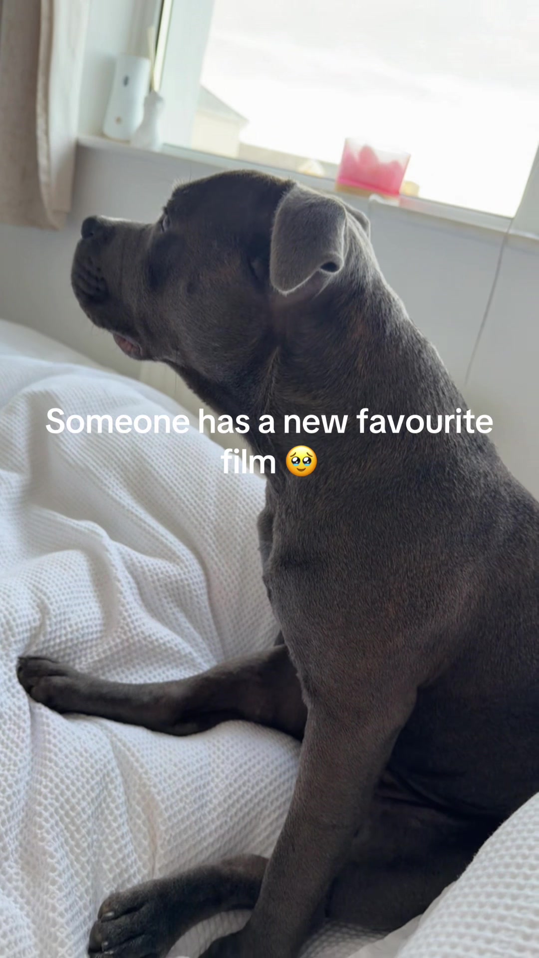 @Razor&Selb🐶🐾