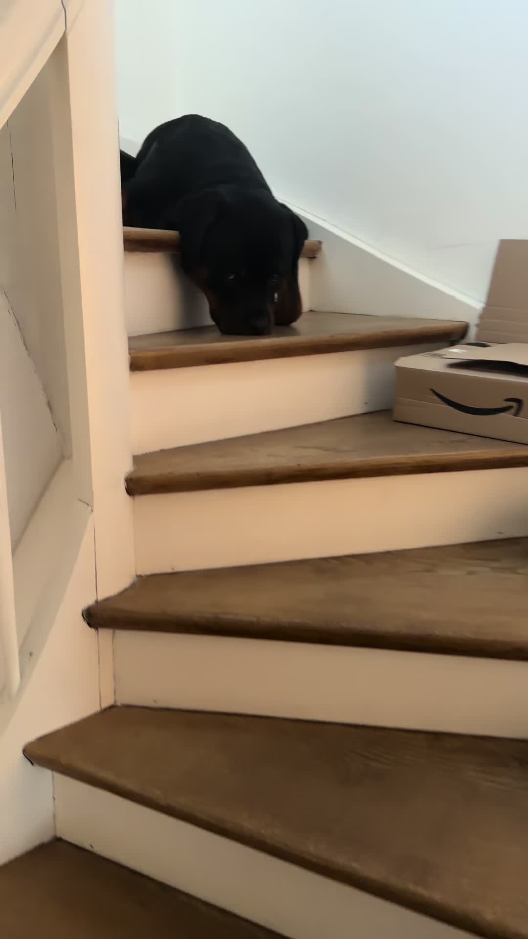 @JAGGER - the German Rottweiler