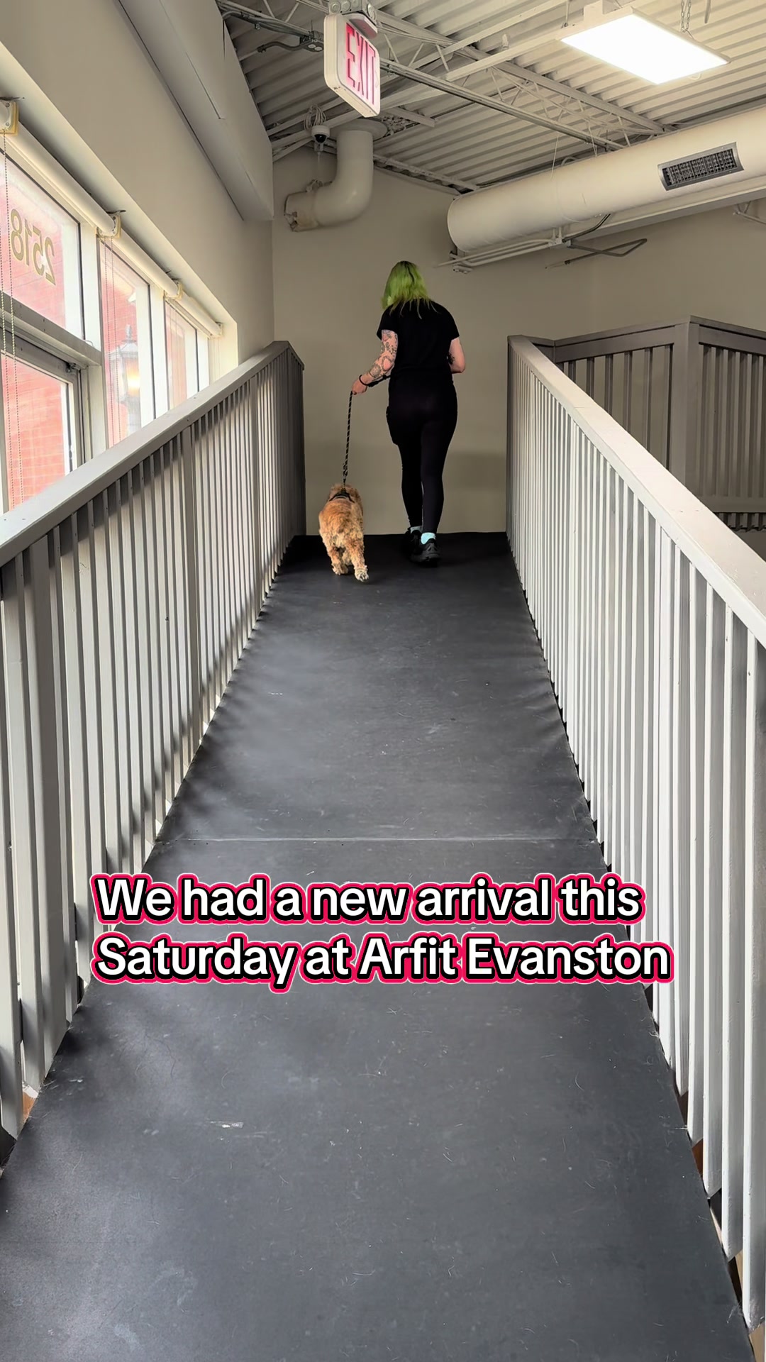 @ArfitDogRehabFitness