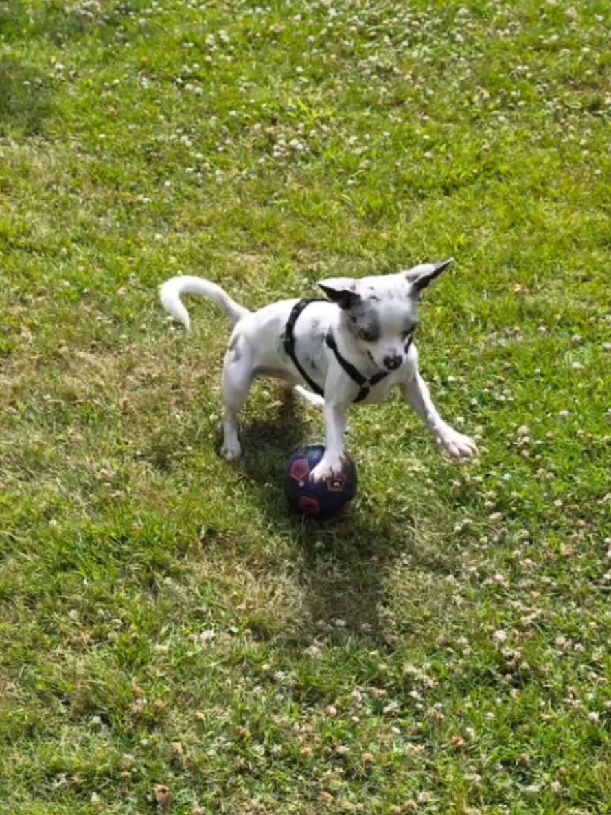 @Jerry_Coby_Chihuahua