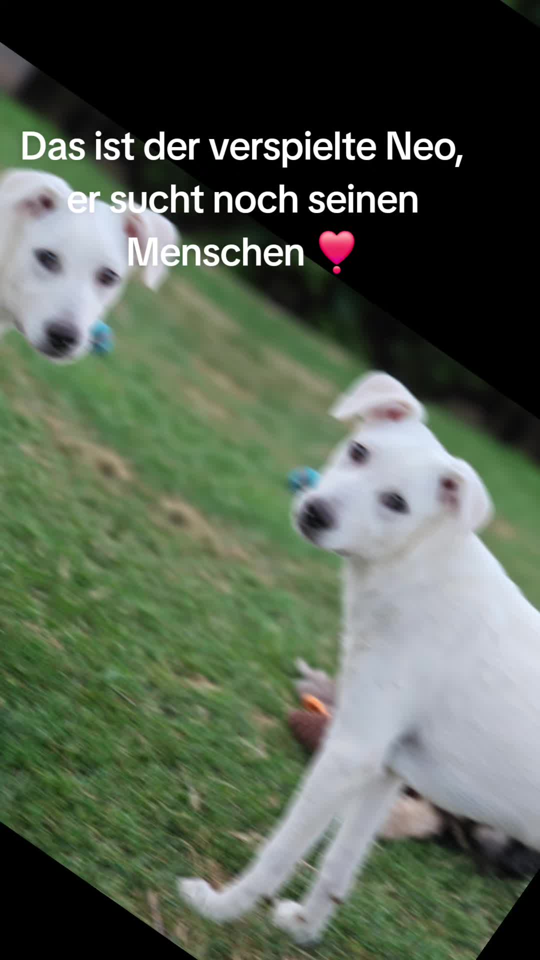@❣️Chihuahua Benji best Dog❣️