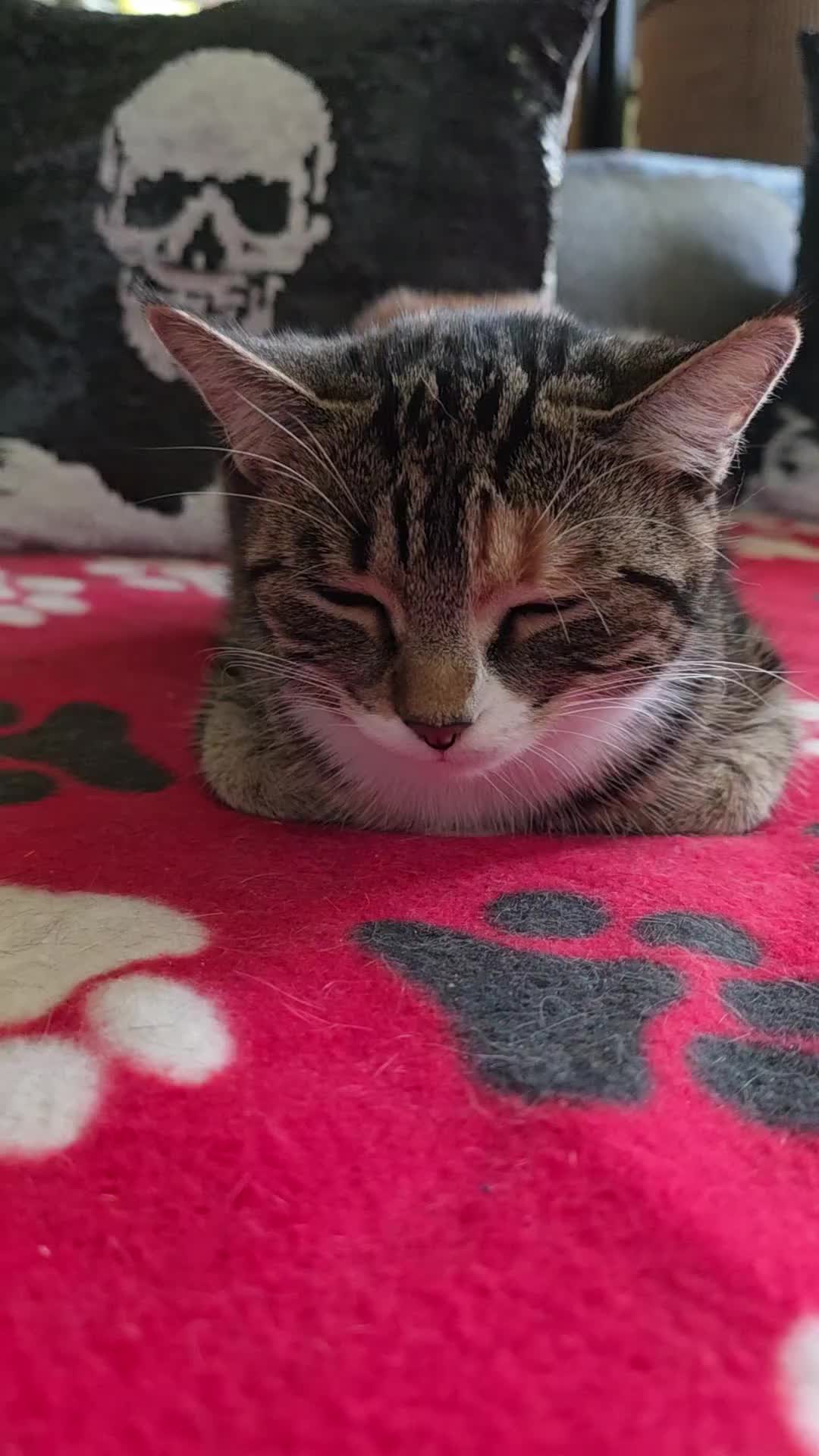 @diana🐱🐈🐈🐈