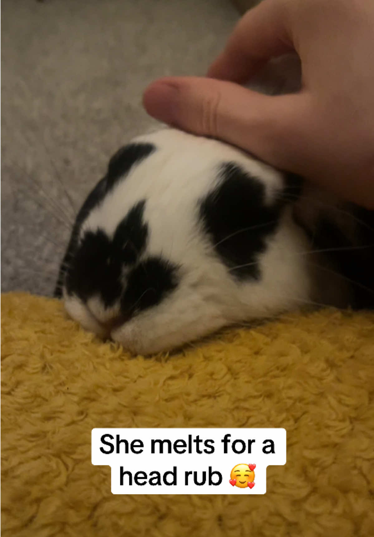 @Bun, two, three, four