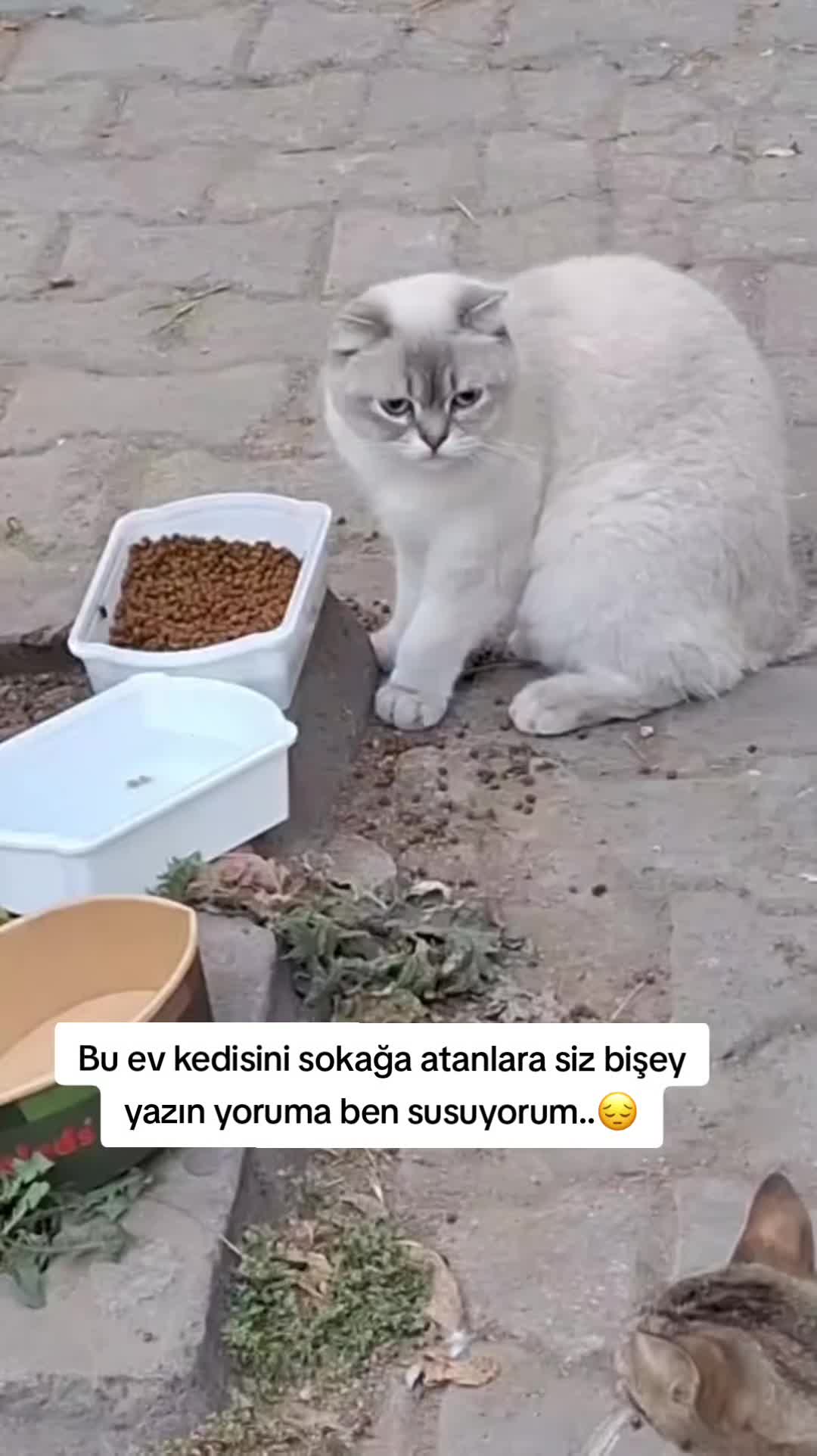 @MUSTAFA38