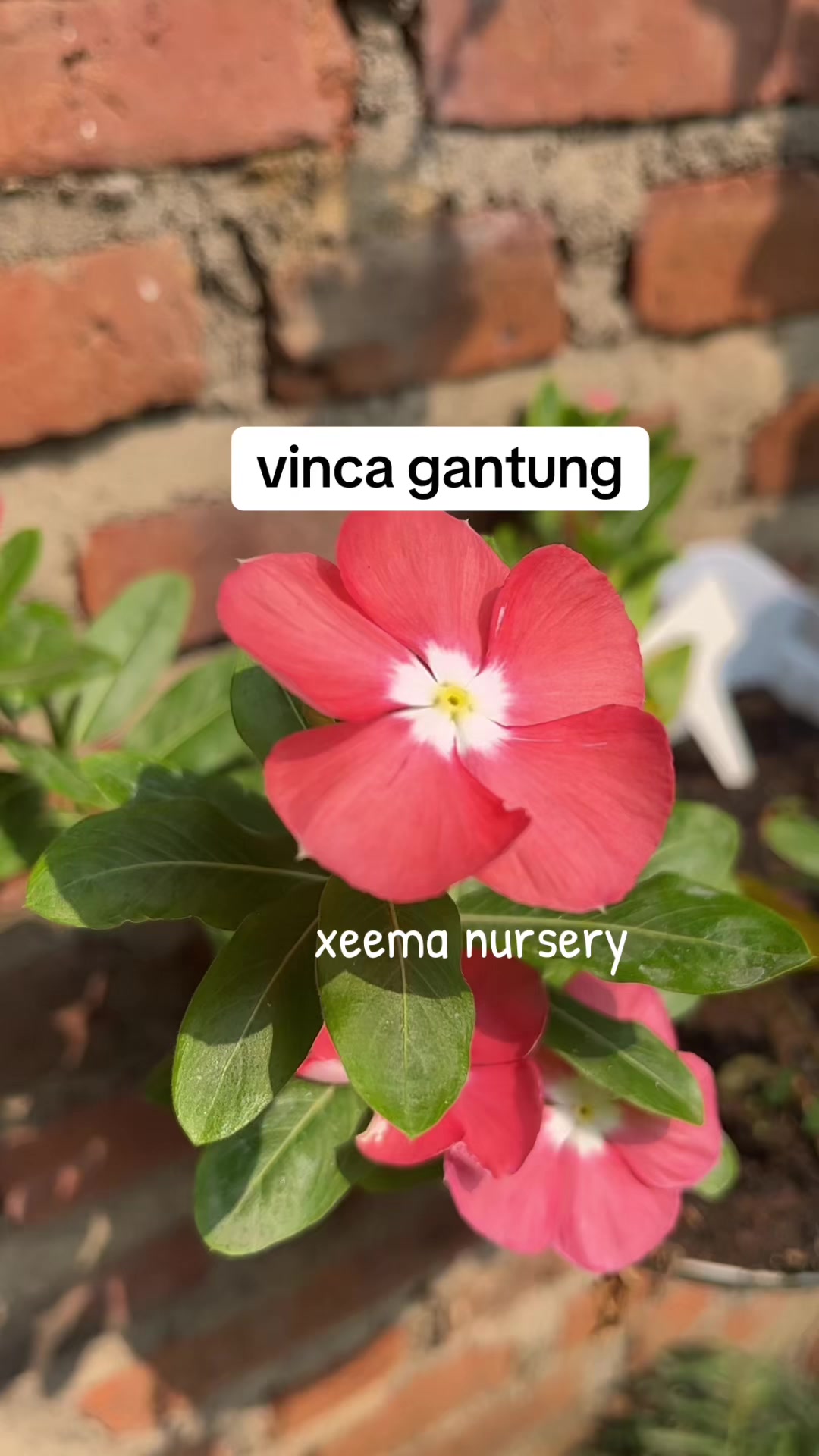 @Xeema_Nursery