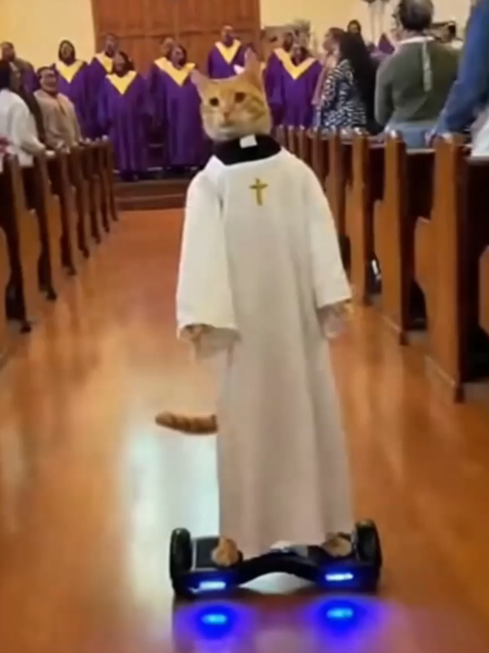 @The Cat Pods