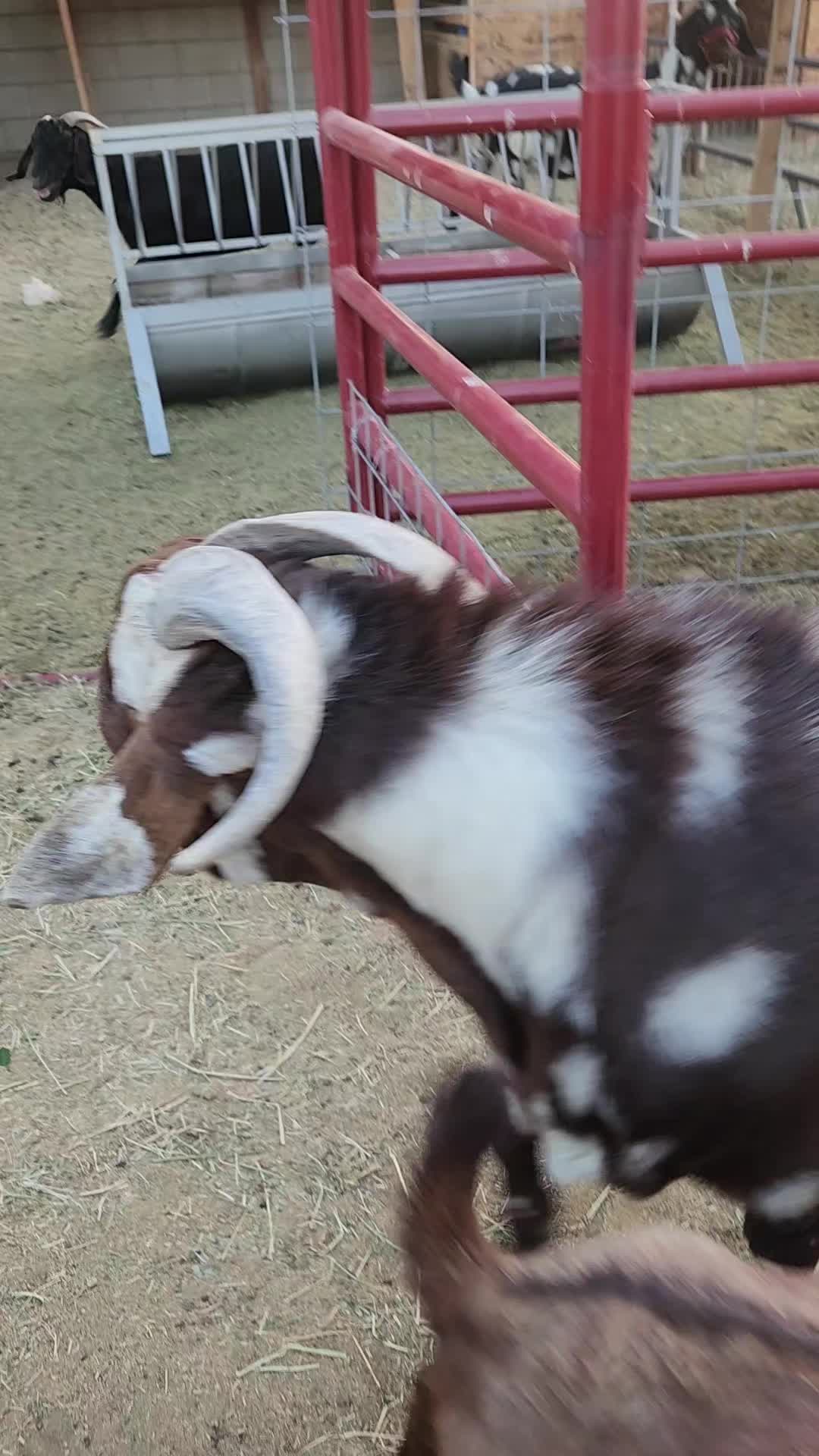 @Nancy | F&N Goat Farm 🐐