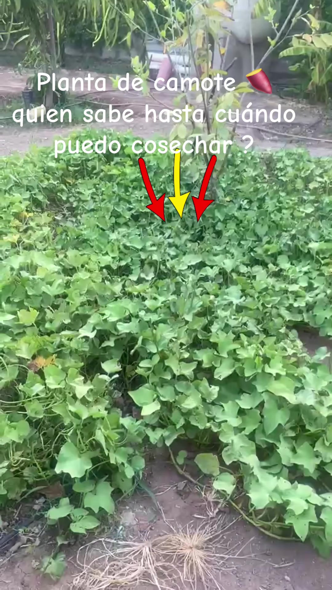 @Marielos