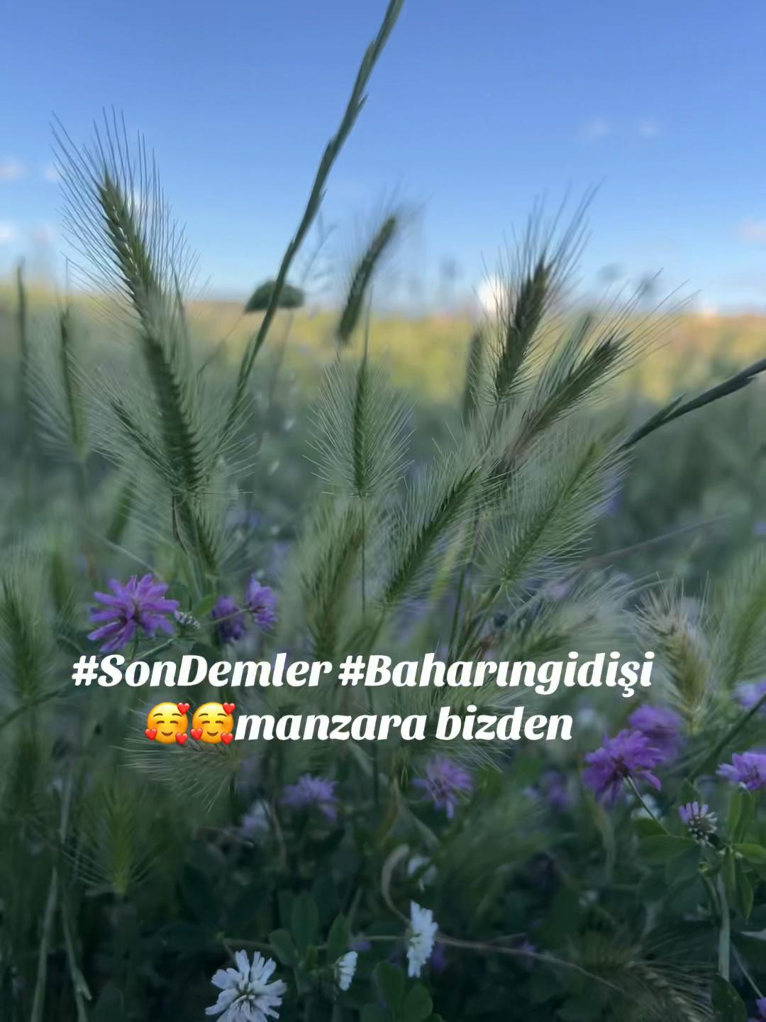 @Mesut Ergül