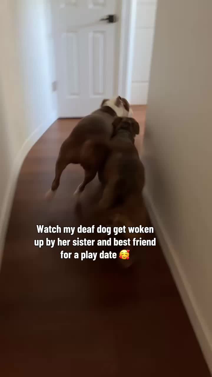 @lifewithstella