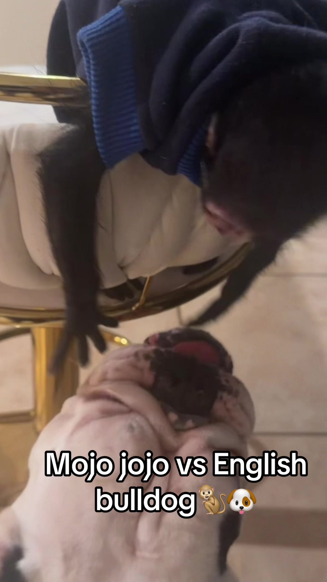 @OJTV & Mojo Jojo🧡