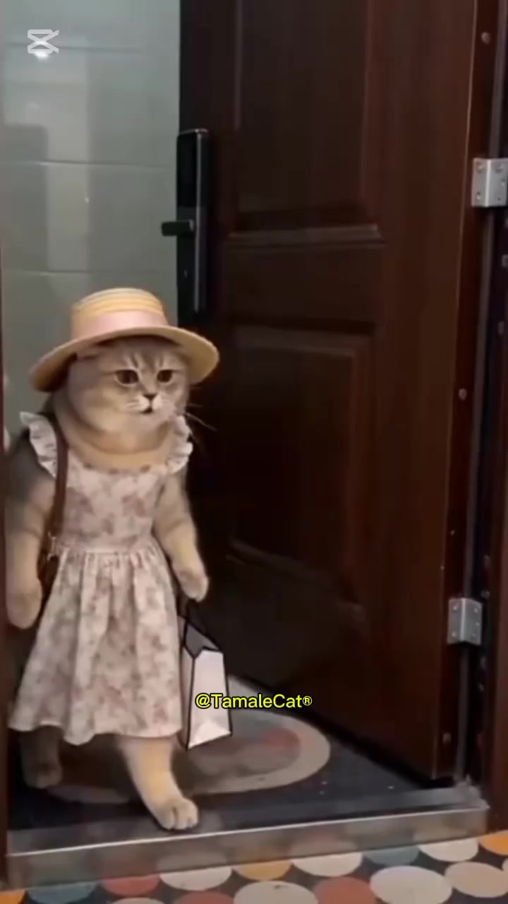 @Tamale Cat