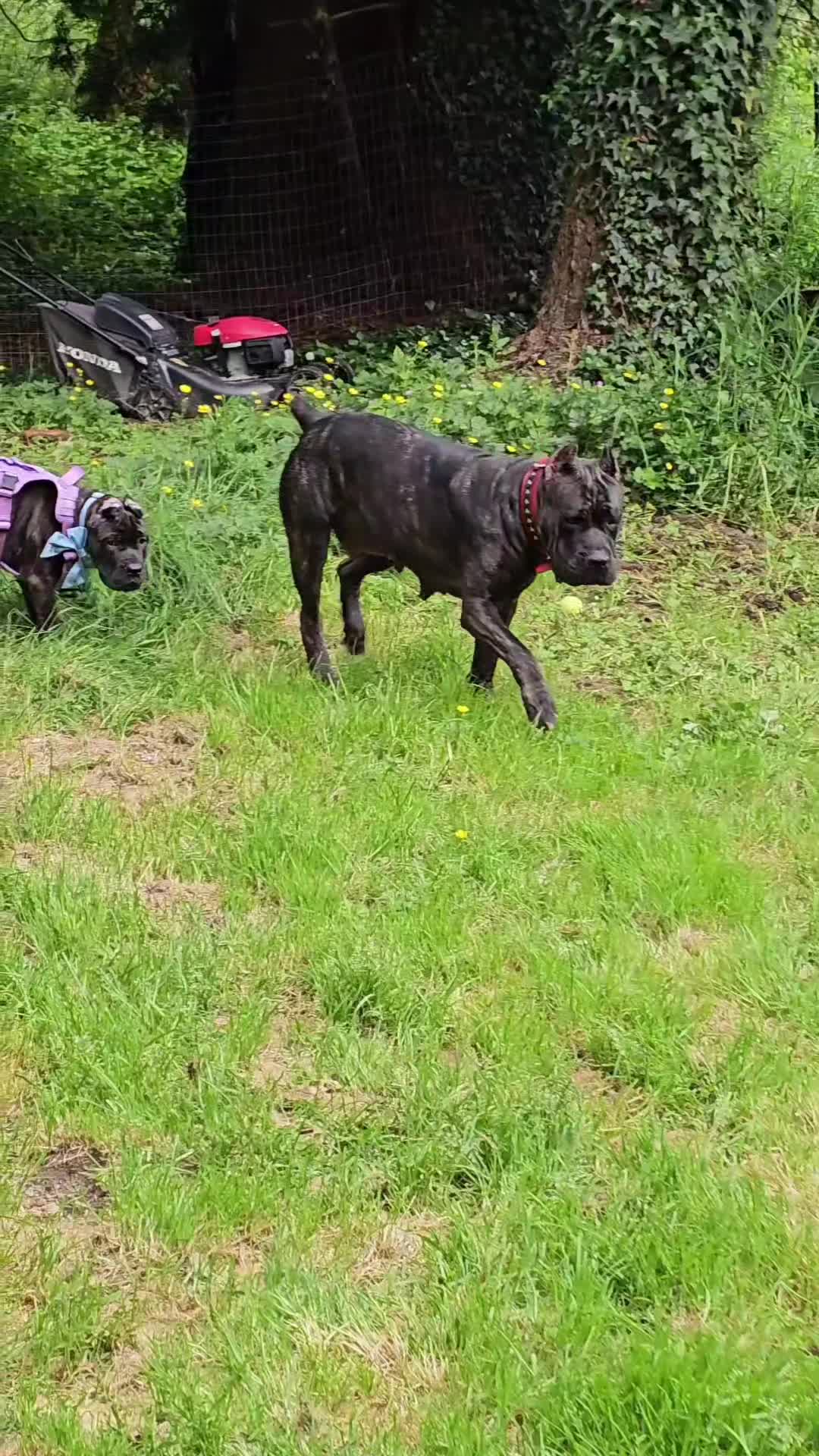 @SalmonCreekCaneCorso