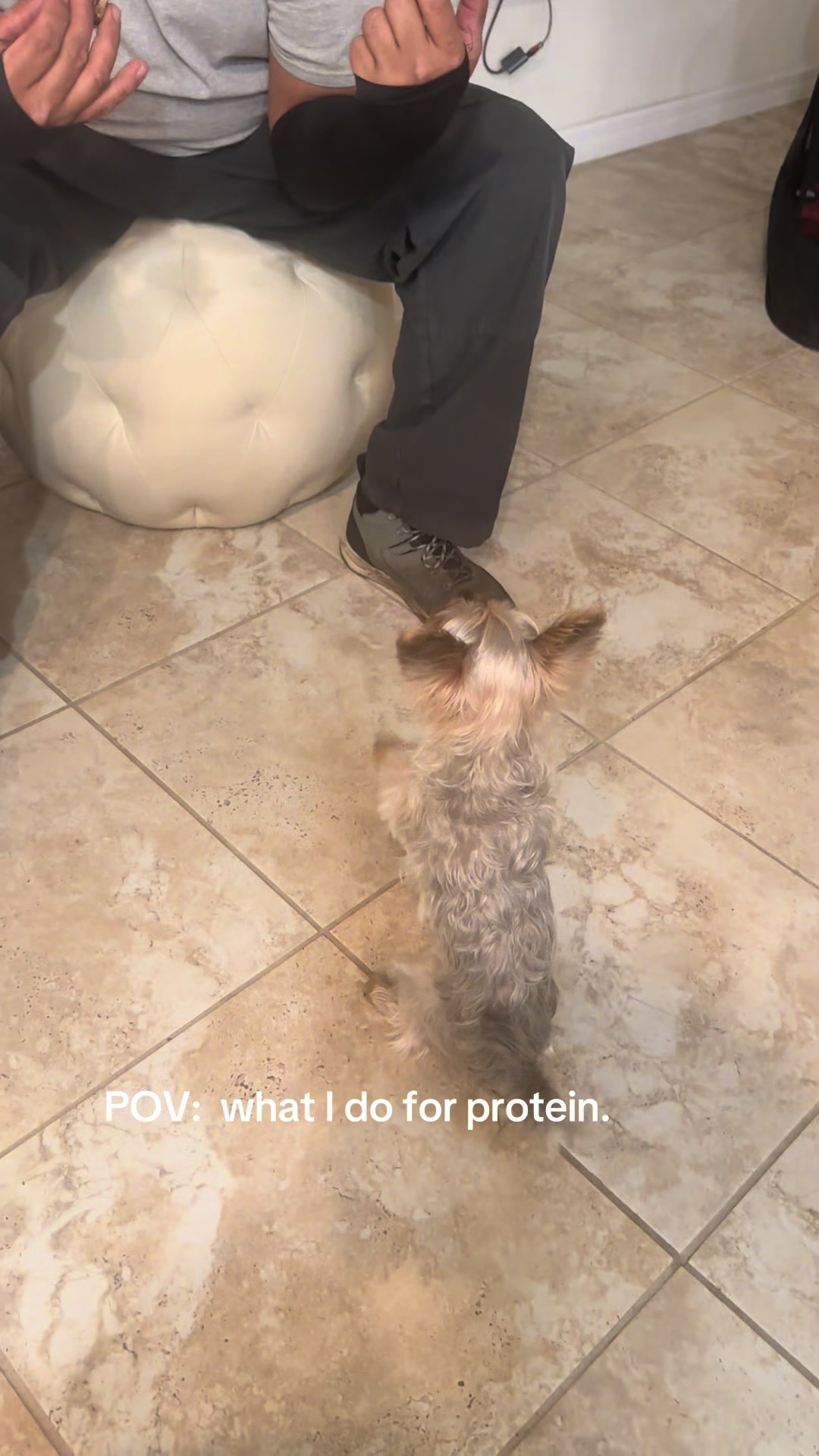 @Penny the Yorkie