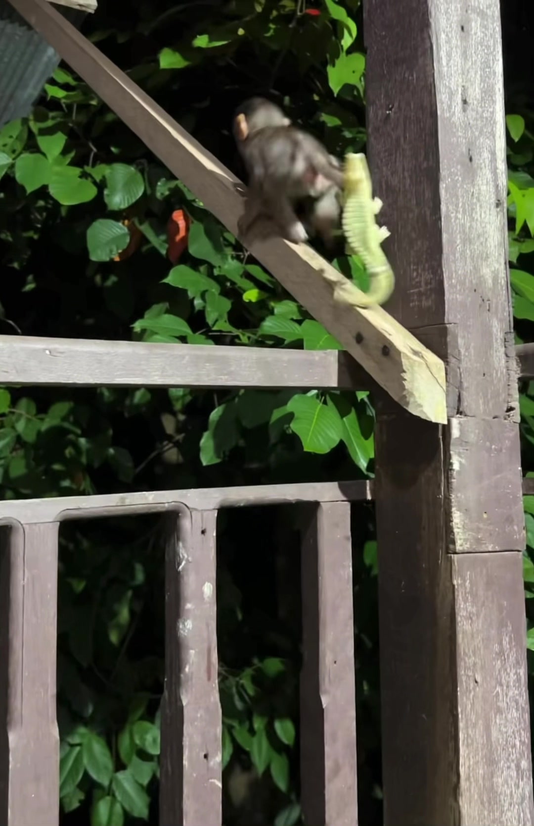 @monkey masaou1234