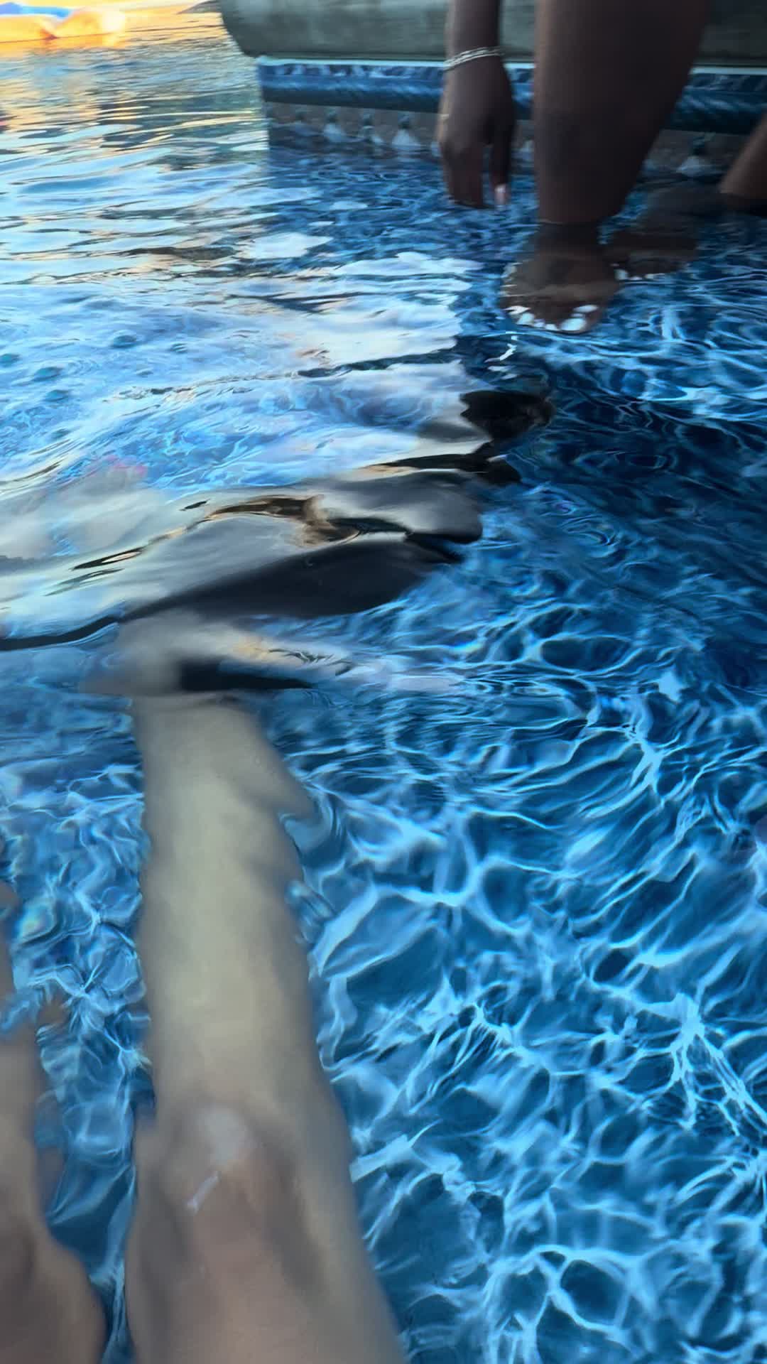@Wild South Exotics