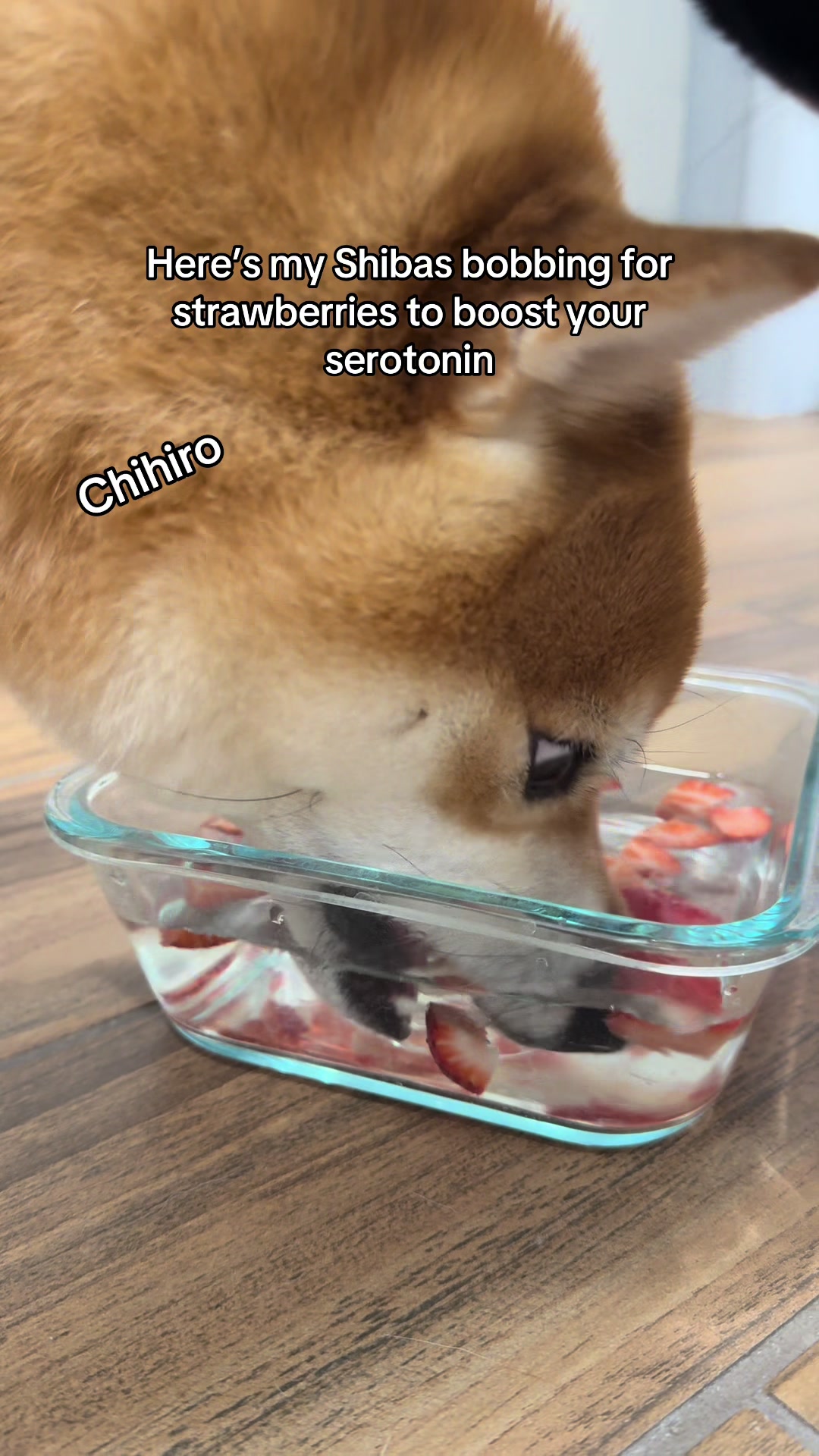 @Flock of Shibas 🐕🐕🐕