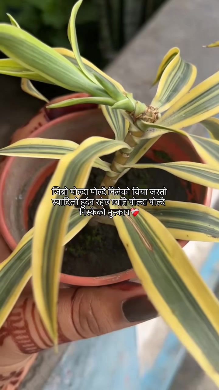 @🌷