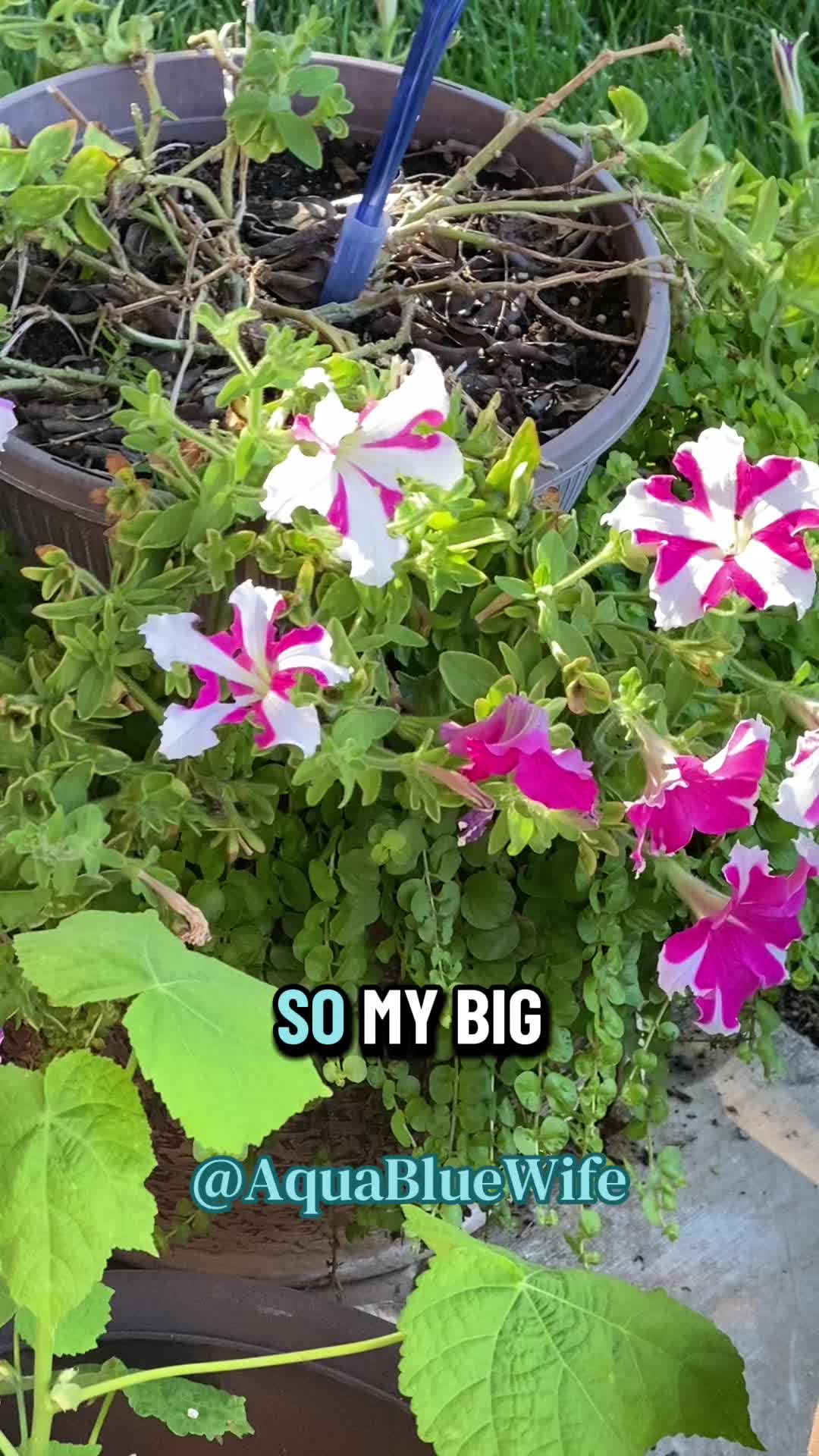 @AquaBlueWife✝️