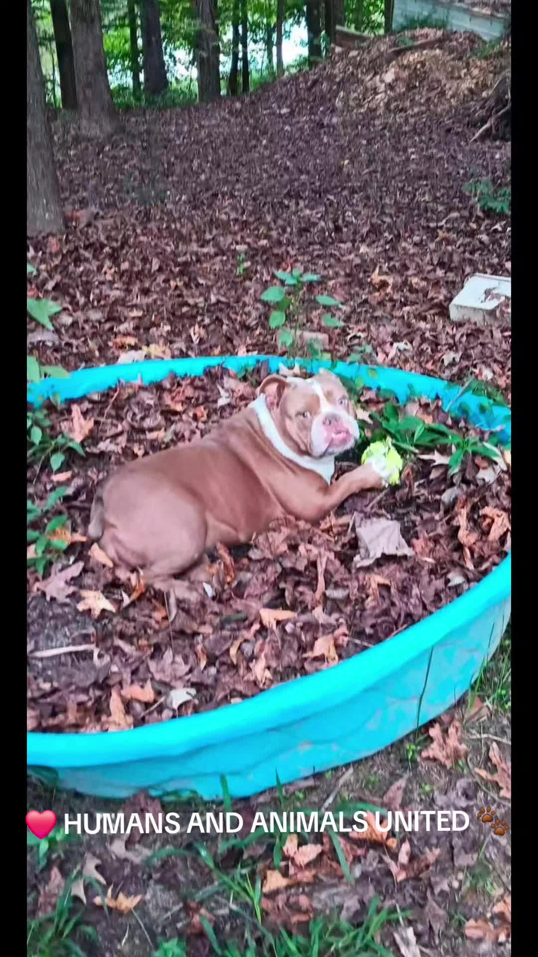 @HumansAndAnimalsUnited