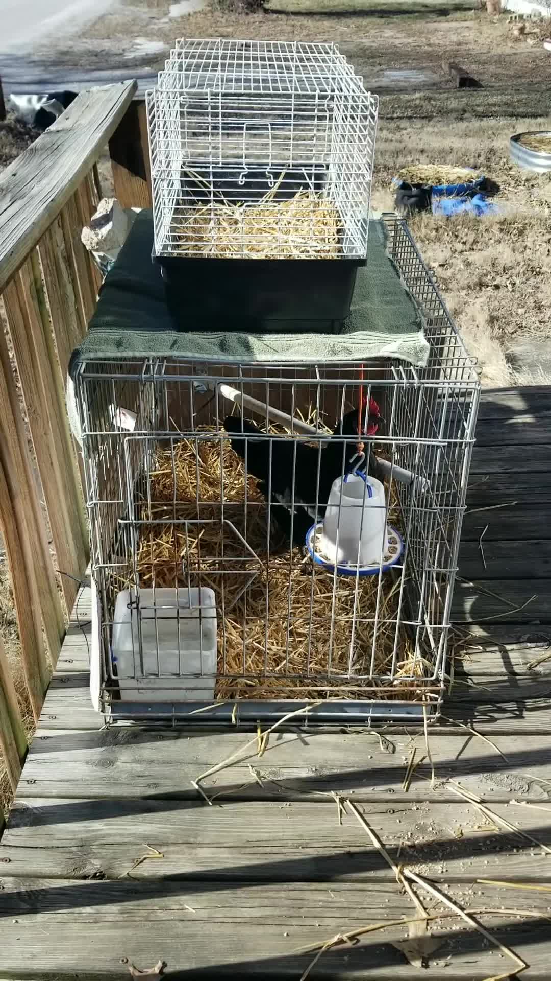 @CityChickenFarm