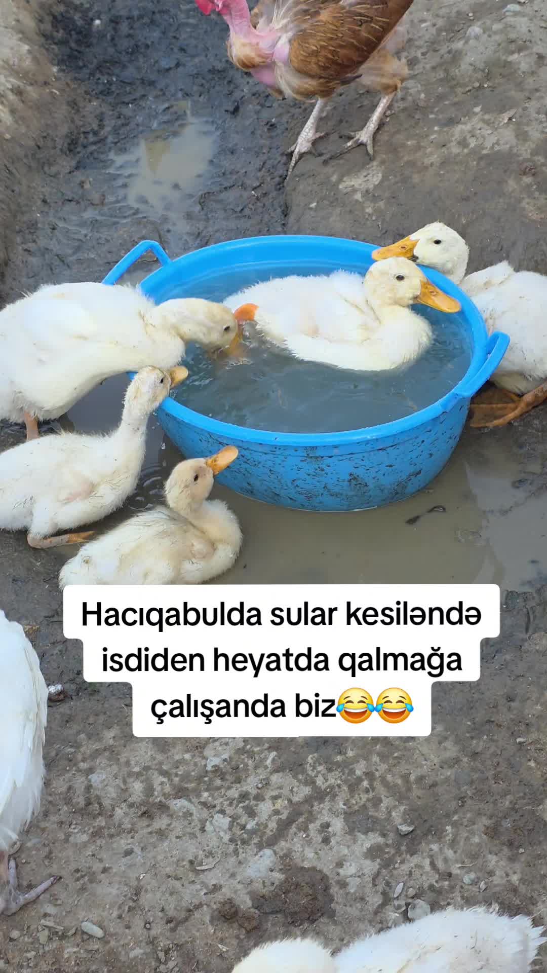 @memmedova