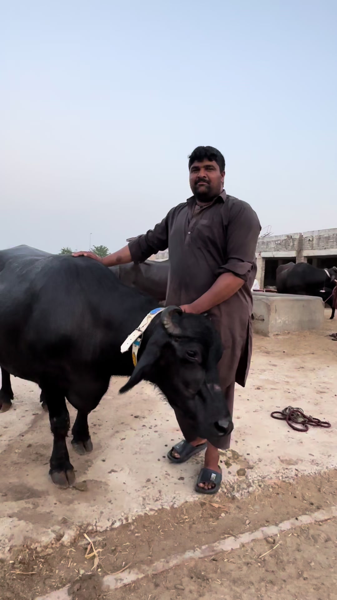 @Jutt Dairy Farm