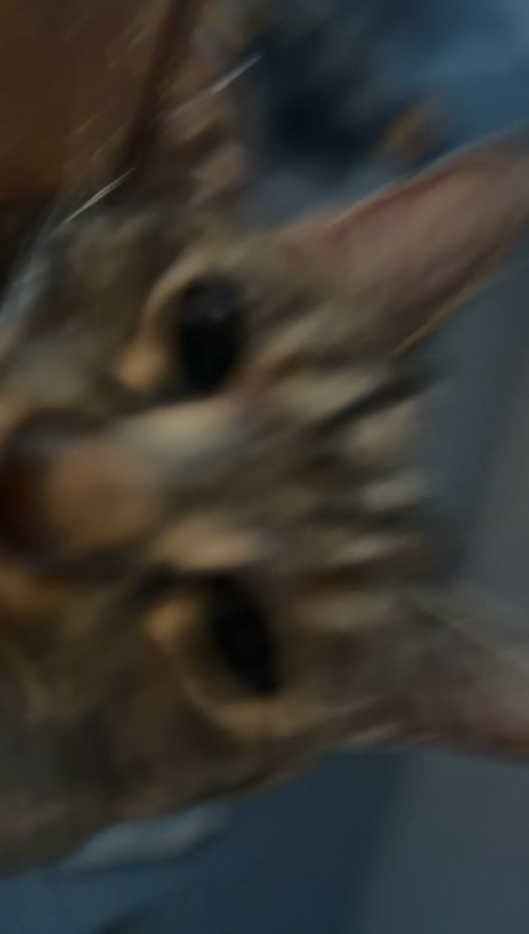 @torytacocat