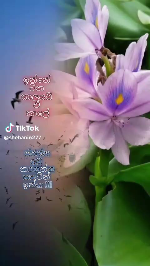 @ranji.ranji
