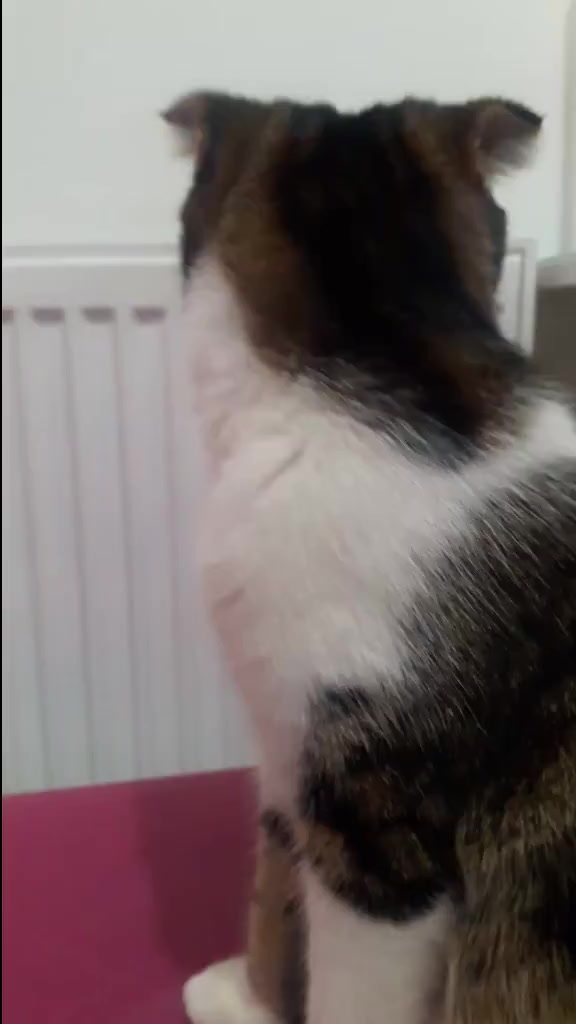 @💞S̴E̴V̴D̴A̴ ̴💞KEDİ💞