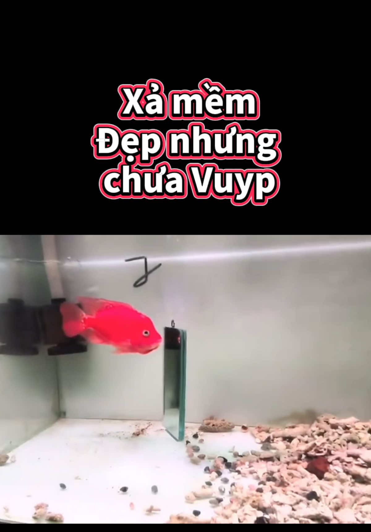 @GBH Hồng Anh