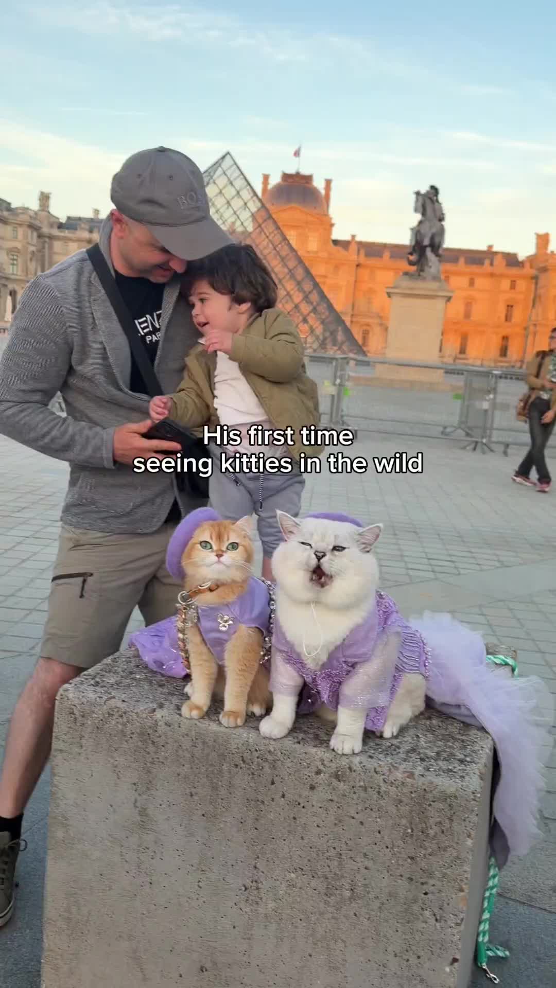 @LorettaBritish Cat