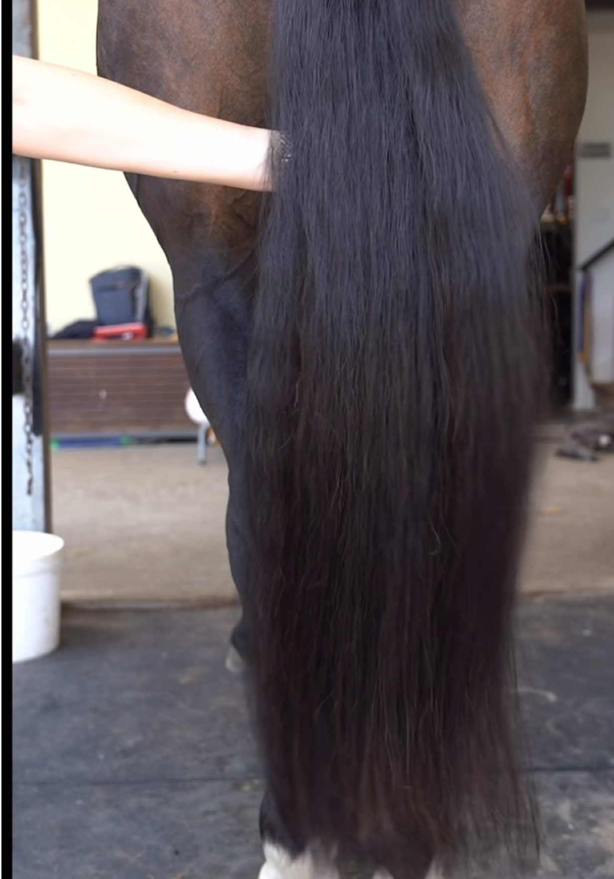 @Luxe Lengths Equine Extensions