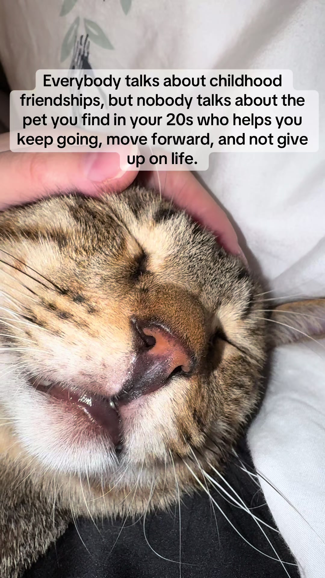 @Cat Tigrous