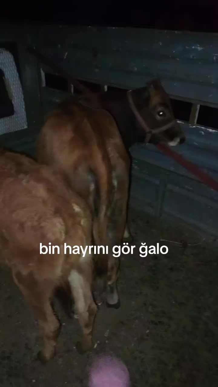 @hebun zınar