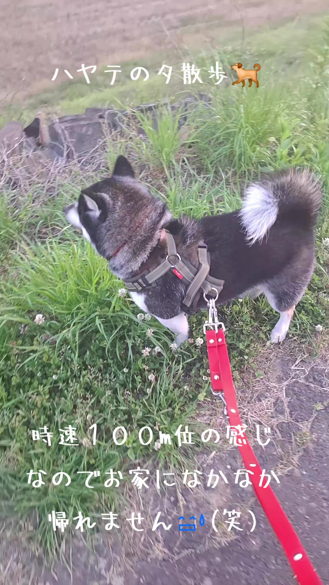 @111シンゴ