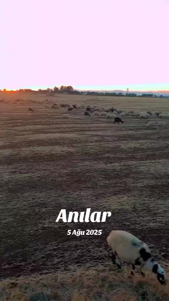 @reyis üzeyranlı