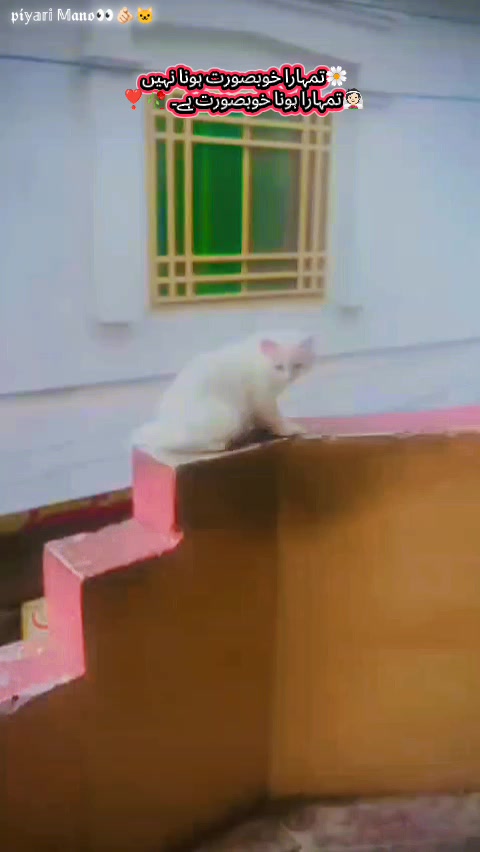 @𝑰𝒕𝒙𝑪𝒉𝒂𝒎𝒂𝒏ج𝖚𝖙𝖙🥷🏻