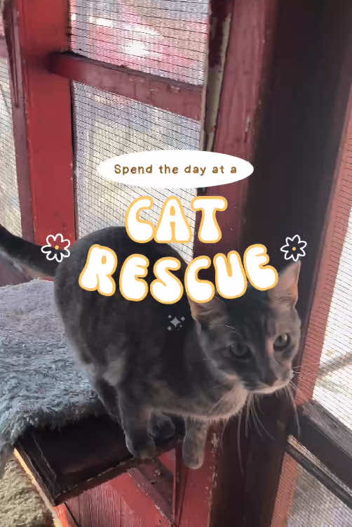 @Adoptacatinc