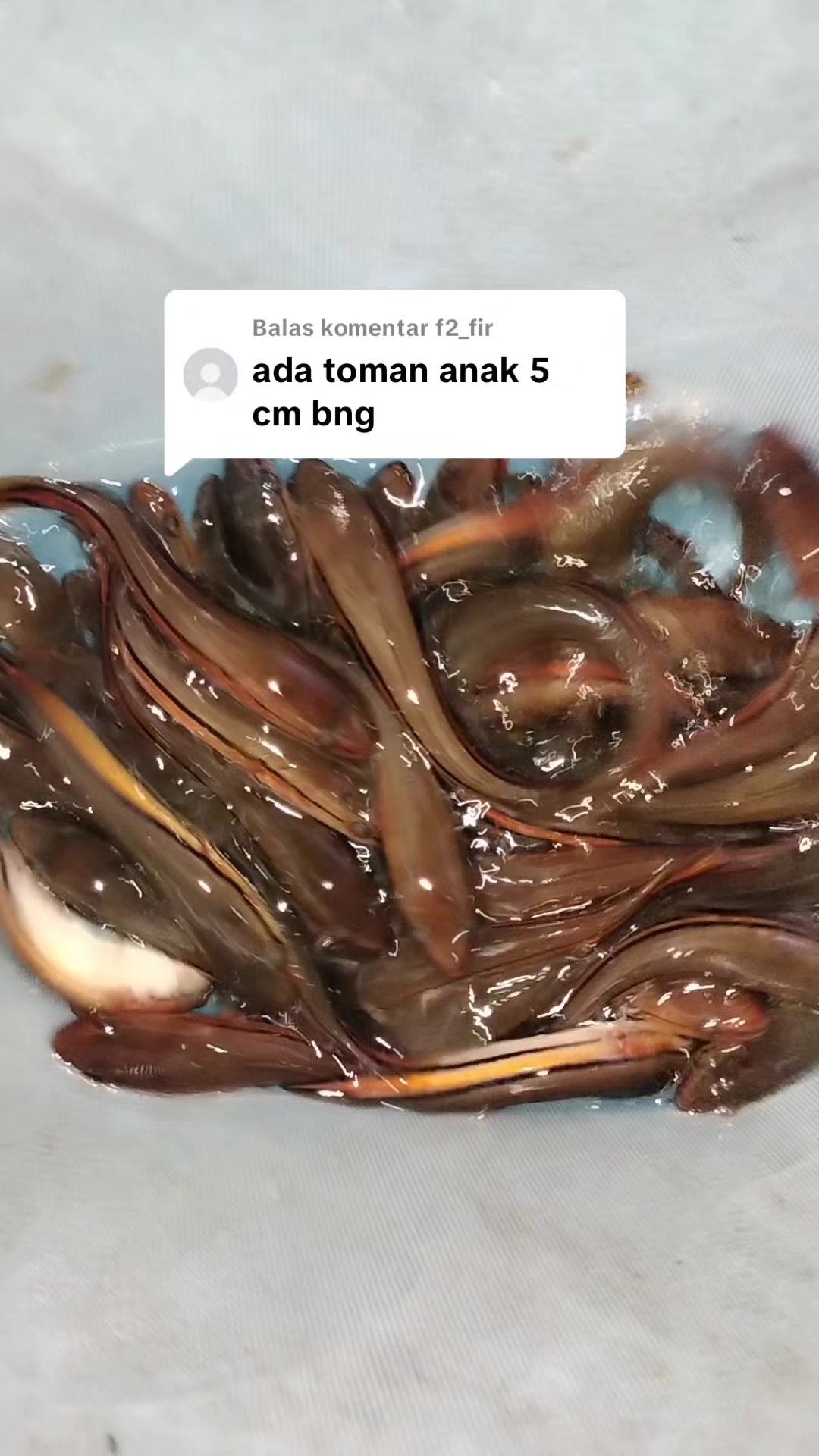@UniJambi_Aquarium