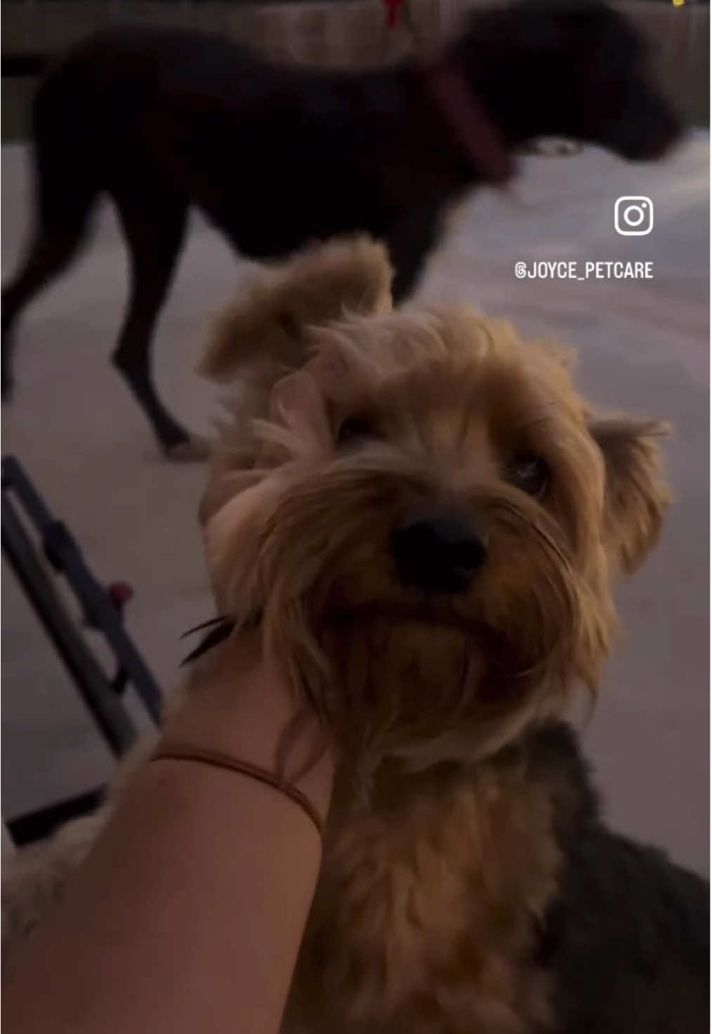 @Dobby_elchihuahua