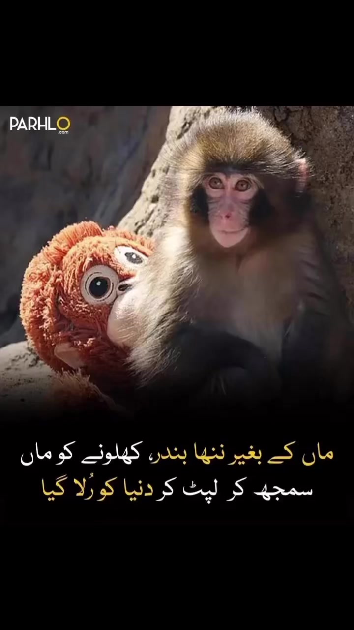 @Amir_champion