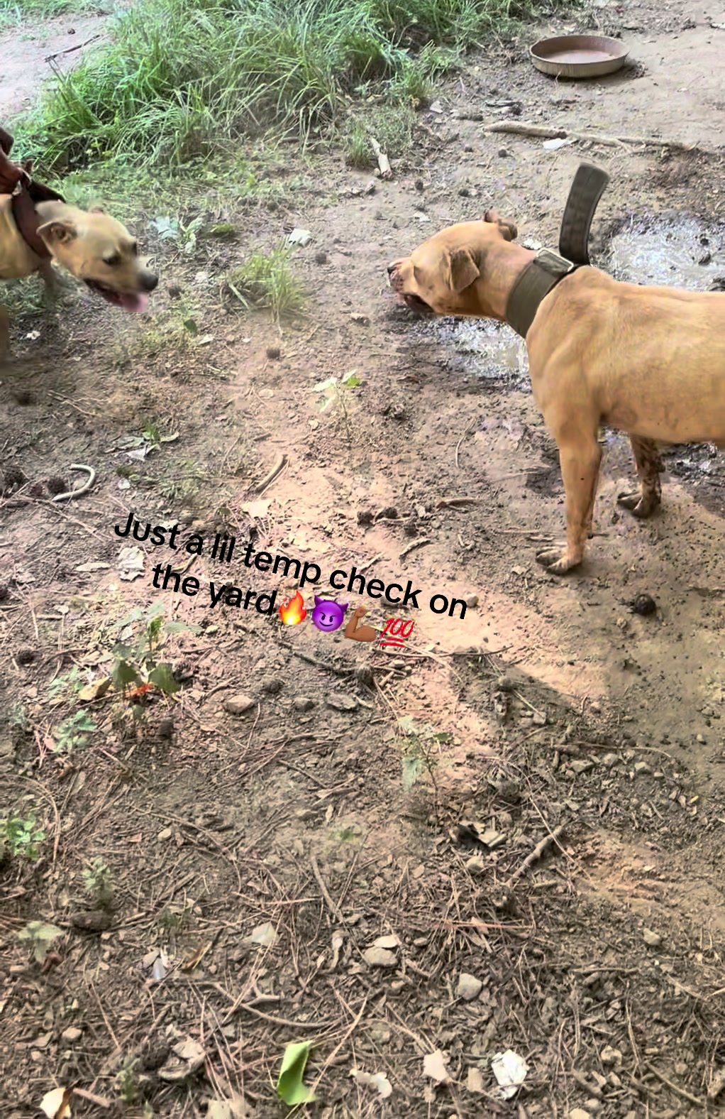 @MoneyTalkKennels