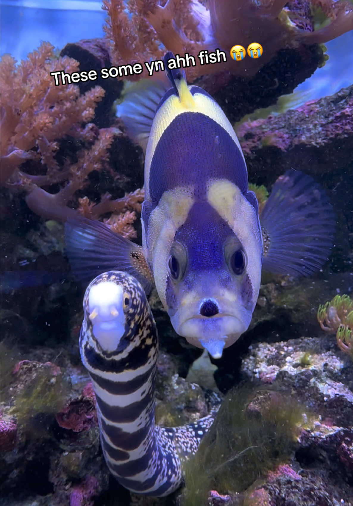 @ReefSync