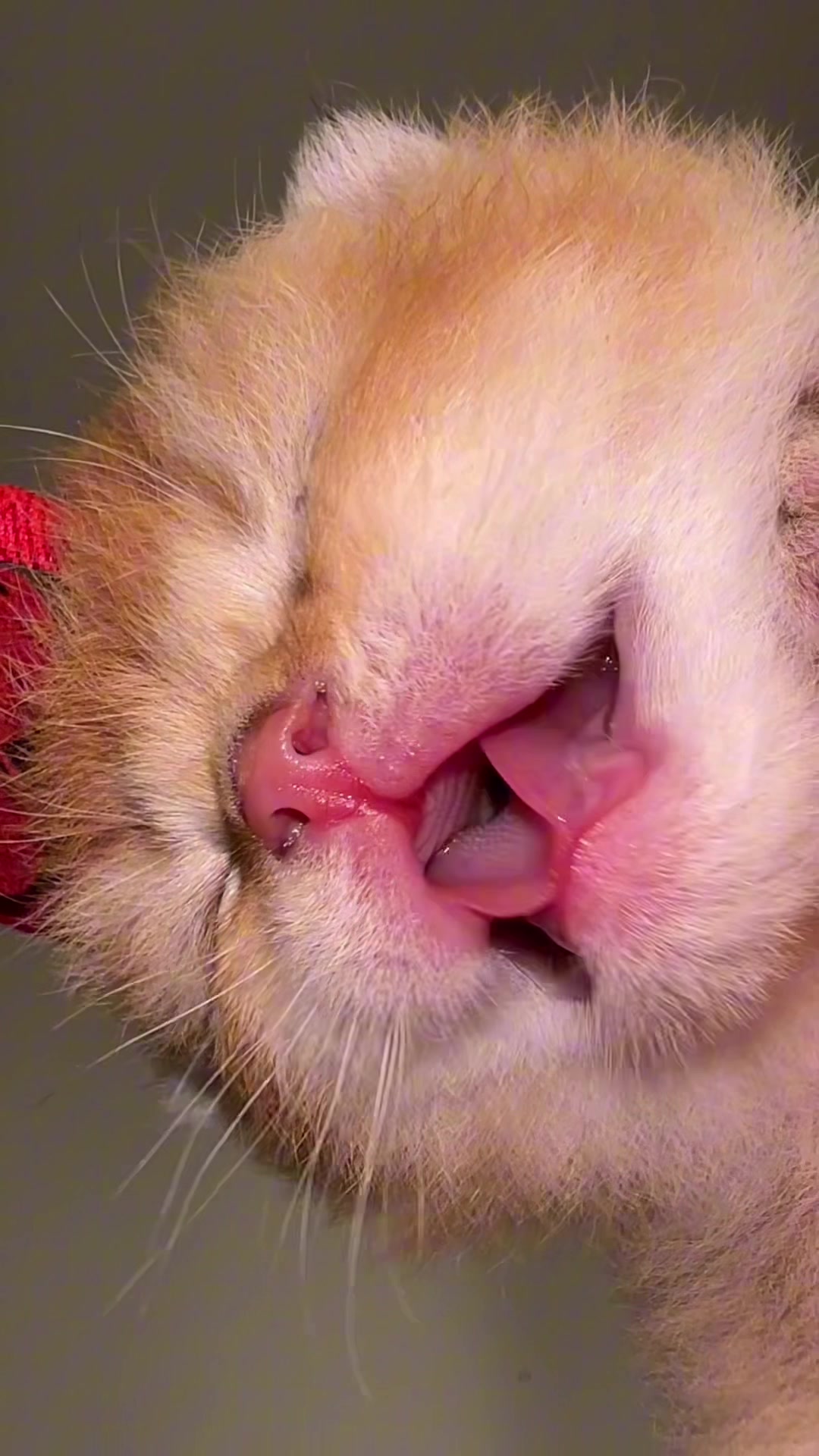 @Soothing Cats😻