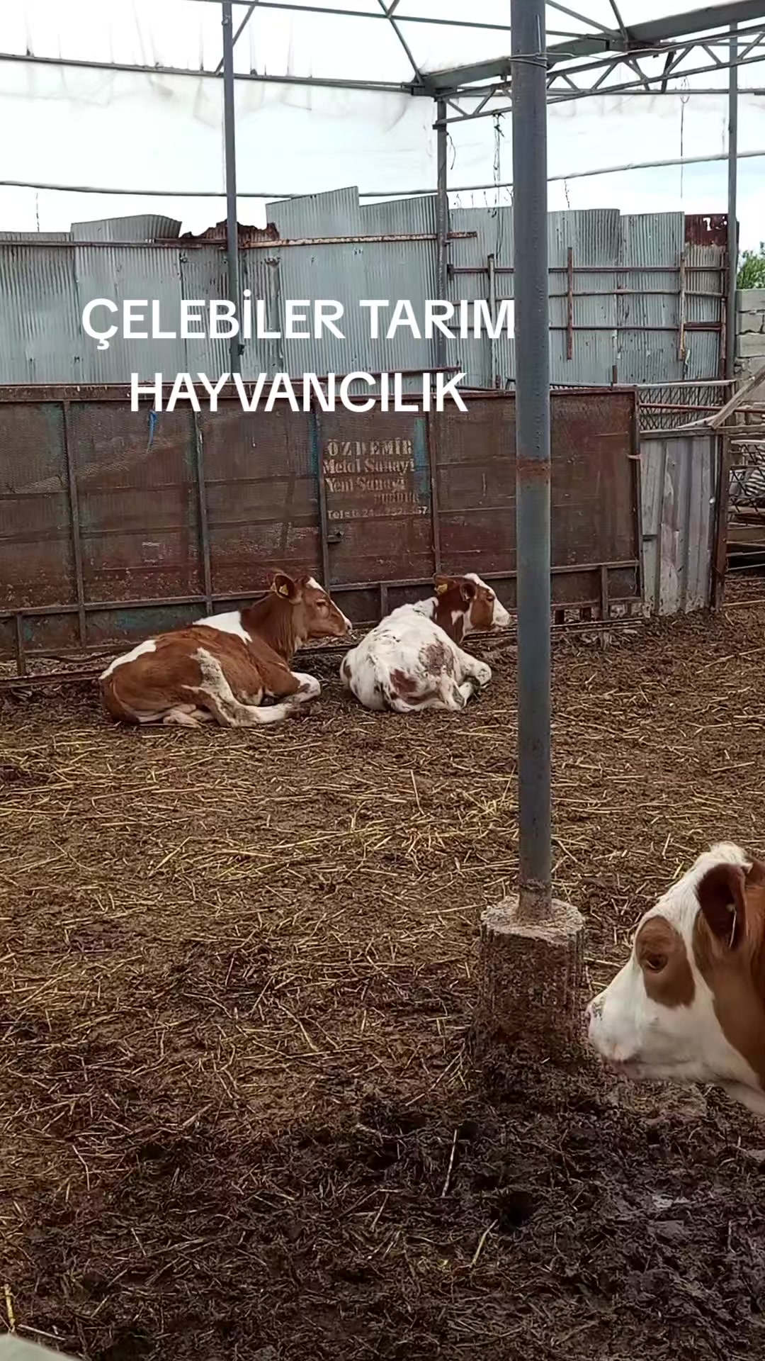 @Oğuz Çelebi480
