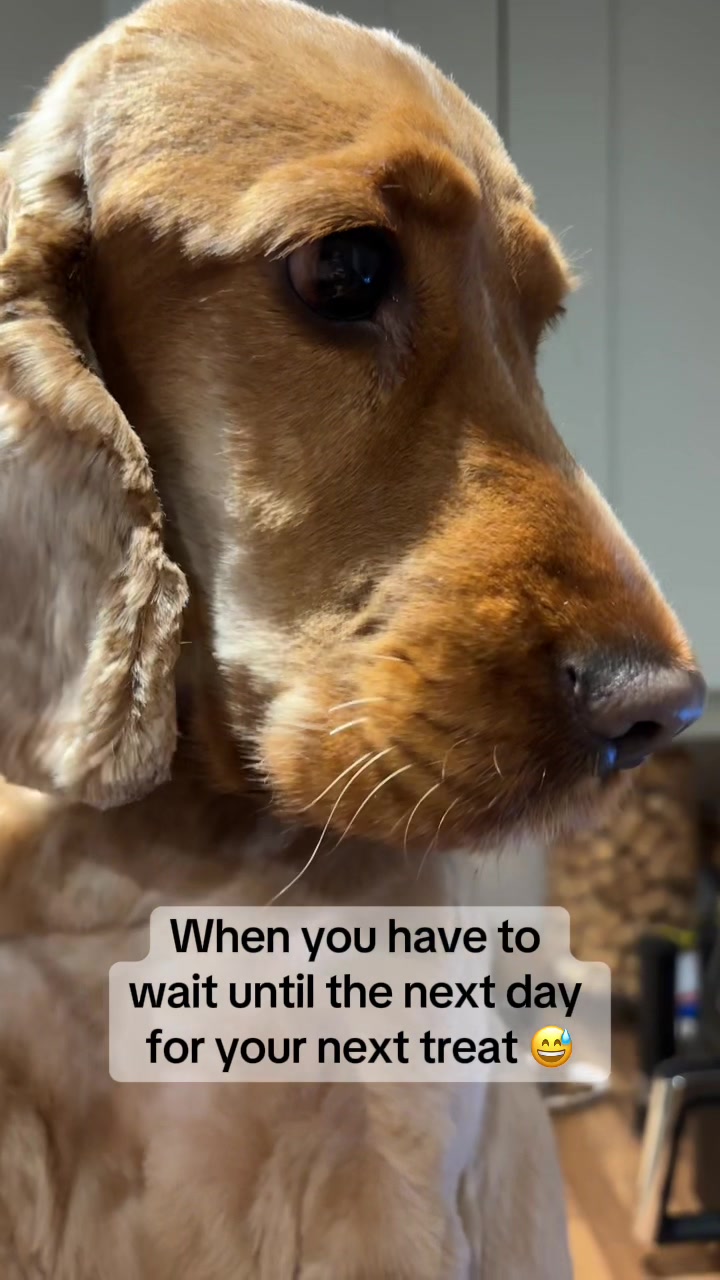 @Rach & Milo 🧡