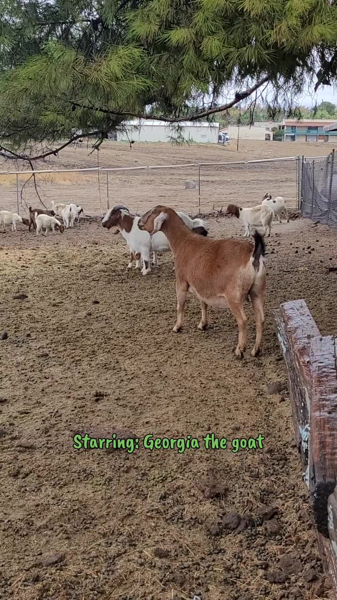 @VioletHorizonsFarm